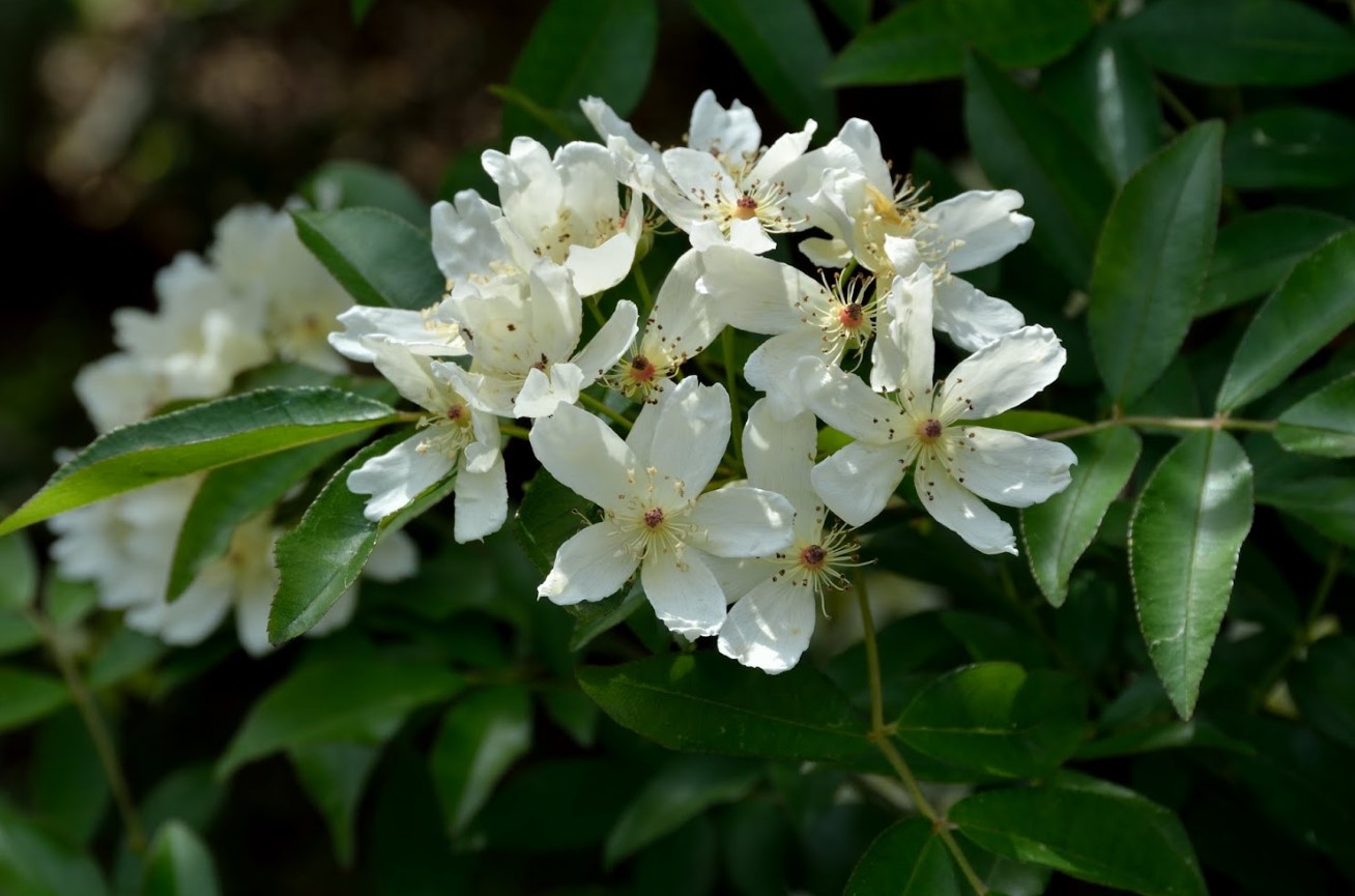 Verbenaceae? Rosa banksiae  var. banksiae (Rosaceae)